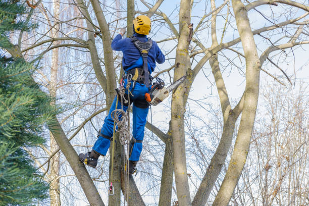 How Our Tree Care Process Works  in  Las Quintas Fronterizas, TX