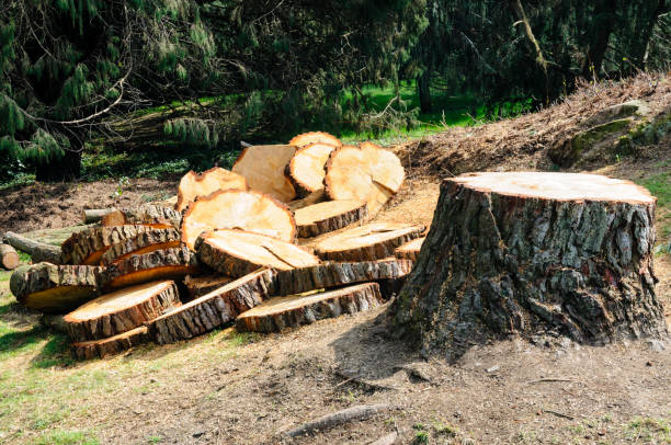 Best Tree Trimming and Pruning  in Las Quintas Fronterizas, TX